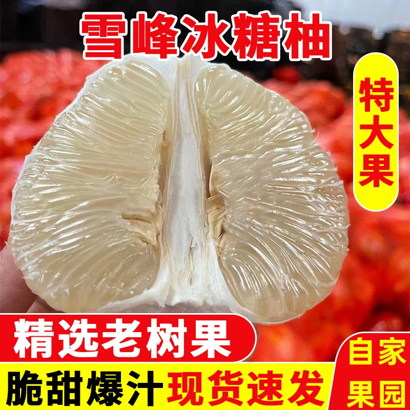 湖南怀化安江冰糖柚新鲜水果老树雪峰柚安福金兰药柚小苦柚子
