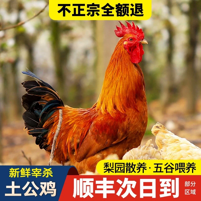 【顺丰包邮】临沂生态散养土鸡跑山鸡走地鸡溜达鸡五谷喂养现杀现发