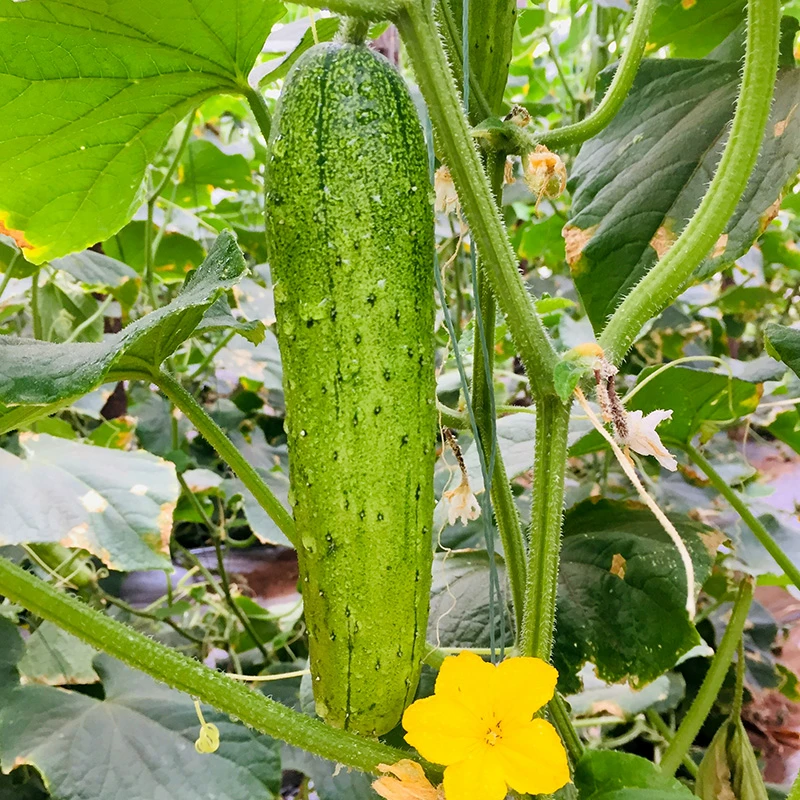 新鲜东北旱黄瓜水黄瓜生吃水果小黄瓜农家现摘速发蔬菜脆甜嫩黄瓜