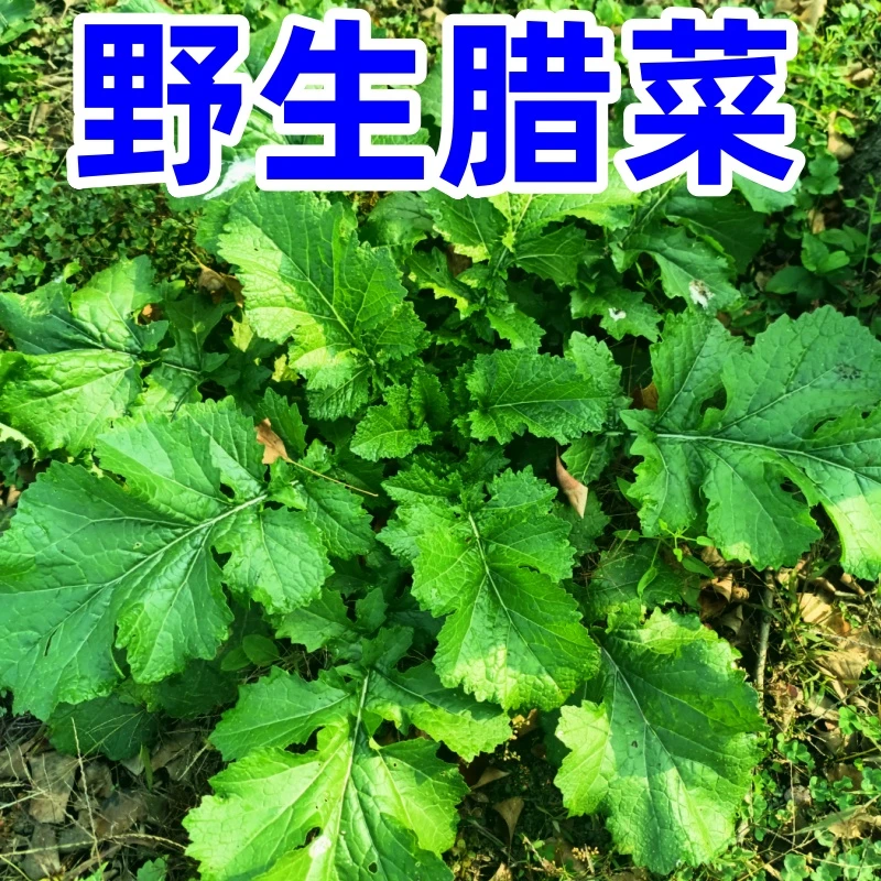 新鲜野腊菜野辣菜芥末叶子腌咸菜做泡菜现挖现发