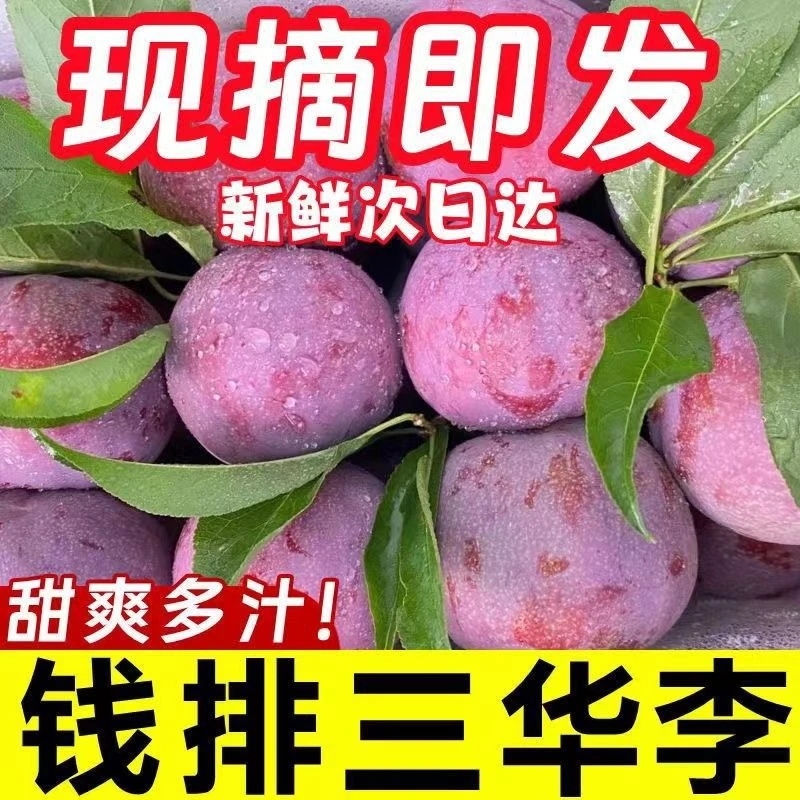 正宗钱排银妃三华李当季新鲜水果现摘现发酸脆爽口红心李孕妇爱吃