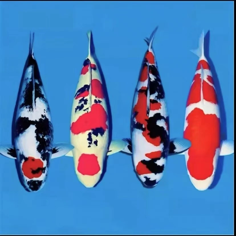 锦鲤道 1直播间精品锦鲤纯种观赏鱼红白大正昭和冷水包活