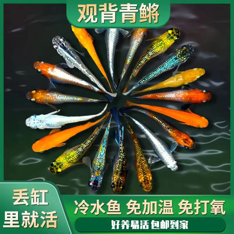 观背青鳉冷水鱼小型鱼桌面鱼新手推荐渔场直销包邮包活群游观赏鱼