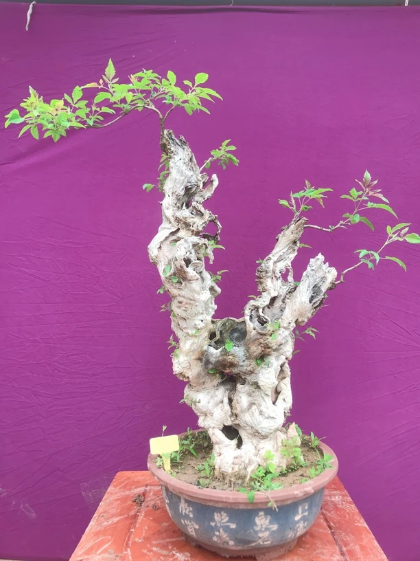 黄荆精品老桩镂空舍利