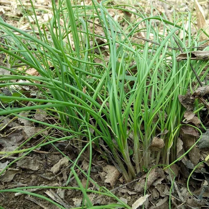 麻阳特产橙园小野葱1斤2斤3斤4斤野葱