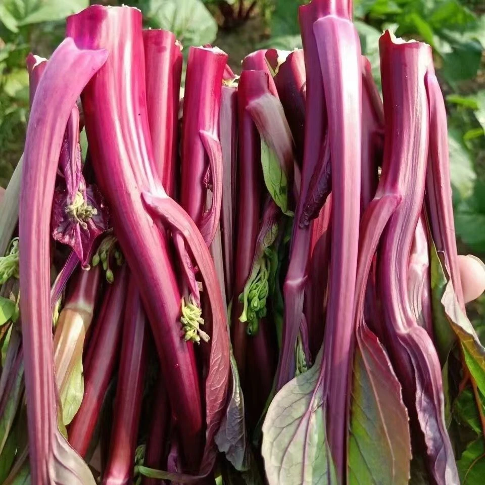 湖南怀化新鲜红菜苔紫菜苔红菜苔批发现摘现发1/3/5斤包邮