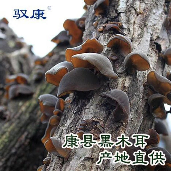 驭康【2024新货】康县黑木耳肉厚无根秋木耳助农头茬干净土特产干货