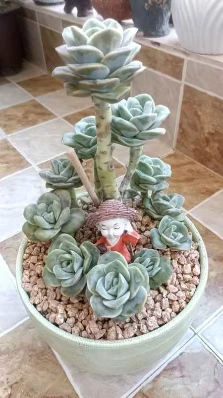 可爱玫瑰整桩无坎叶片带瘤子多肉植物