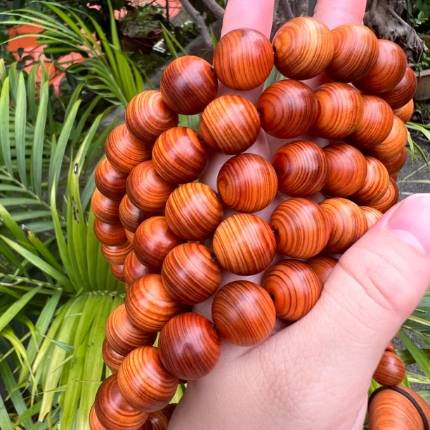 太行崖柏1.5*108颗高油高密