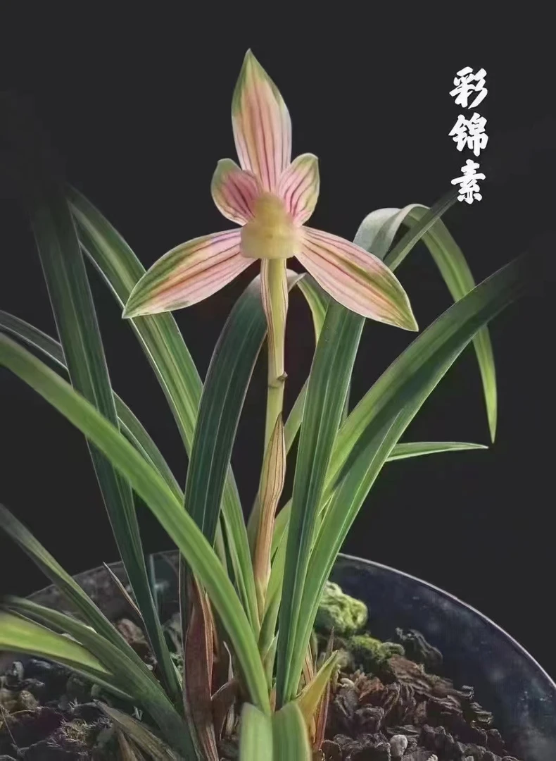 兰花直播间一物一拍