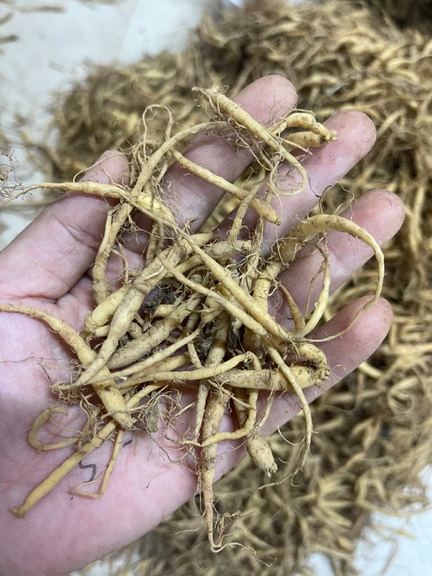 新鲜太子参根茎农家自挖生货