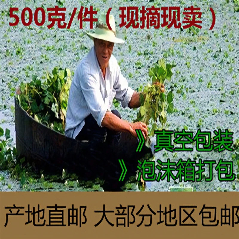 菱角菜安徽特产新鲜打捞野生菱角菜500克/袋农产品新鲜蔬菜包邮