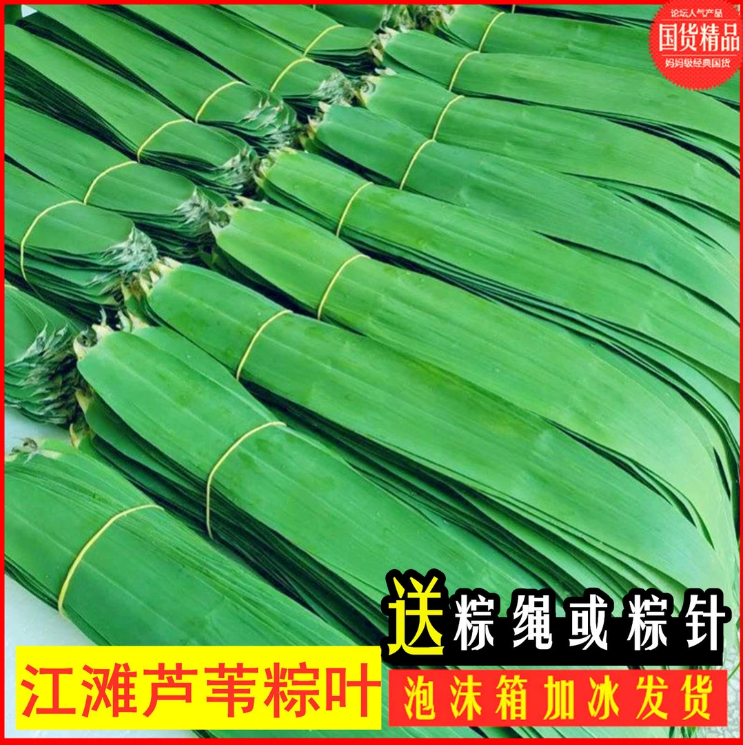 优质粽叶芦苇粽叶产地安徽新鲜直发新鲜蔬菜包邮端午节包粽子采摘