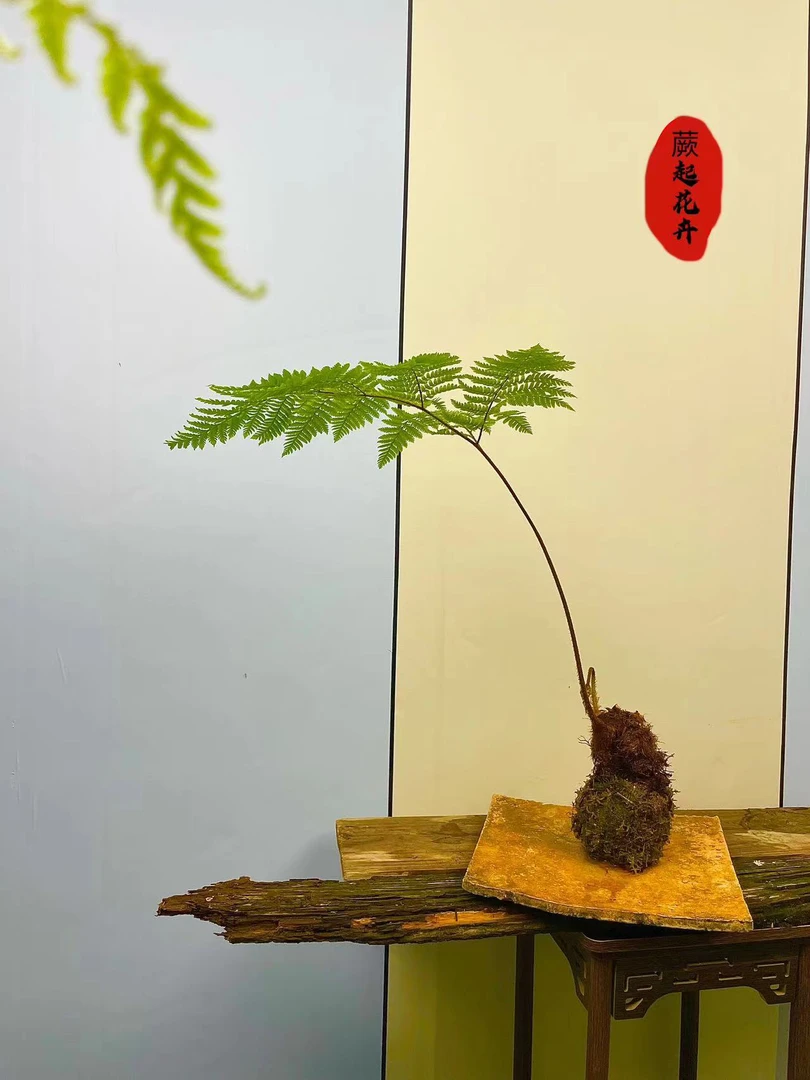 【一物一拍】虹鳞蕨、苔藓球、懒人植物、纯室内摆放