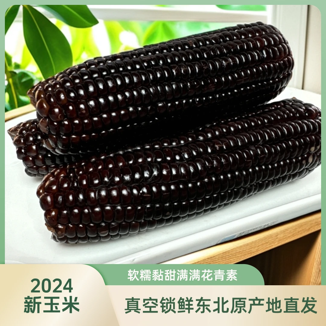 【甜香糯】2024头茬试吃两根东北黑甜糯玉米10根整箱5斤以上