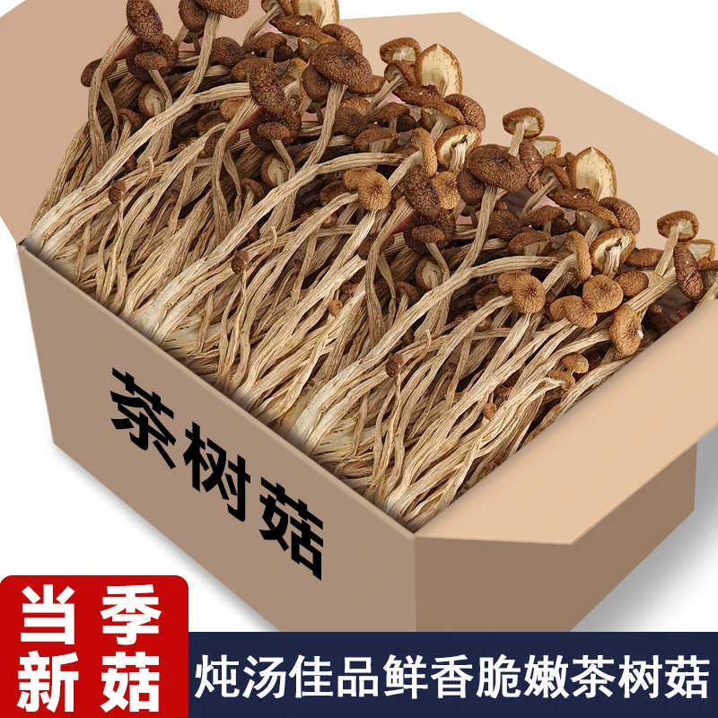 原产地甄选茶树菇干货500g净重农家特产干货菌菇批发茶树菇老鸭汤