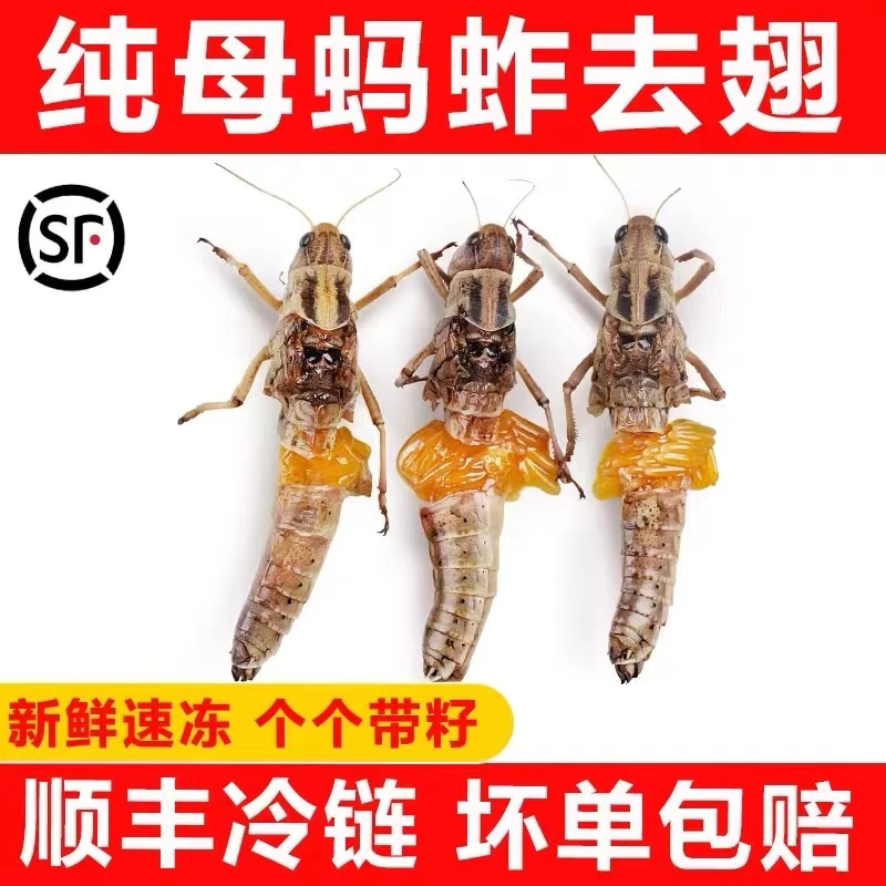 新鲜蚂蚱昆虫美食蝗虫东亚飞蝗食用昆虫油炸蚂蚱公母带籽活体速冻