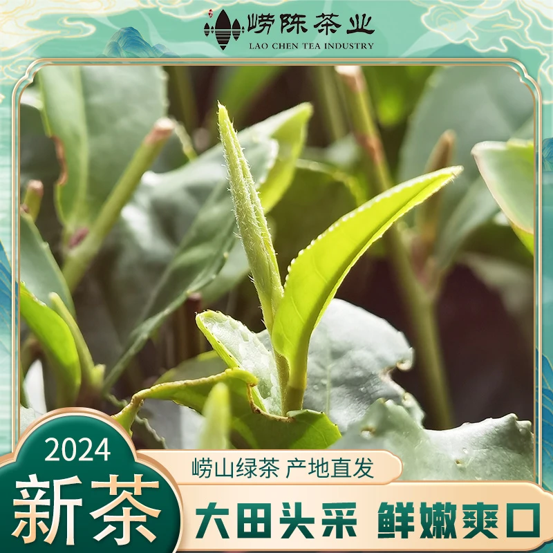 【大田头采】崂山绿茶2024年新茶早春茶叶特级明前绿茶嫩芽鲜爽