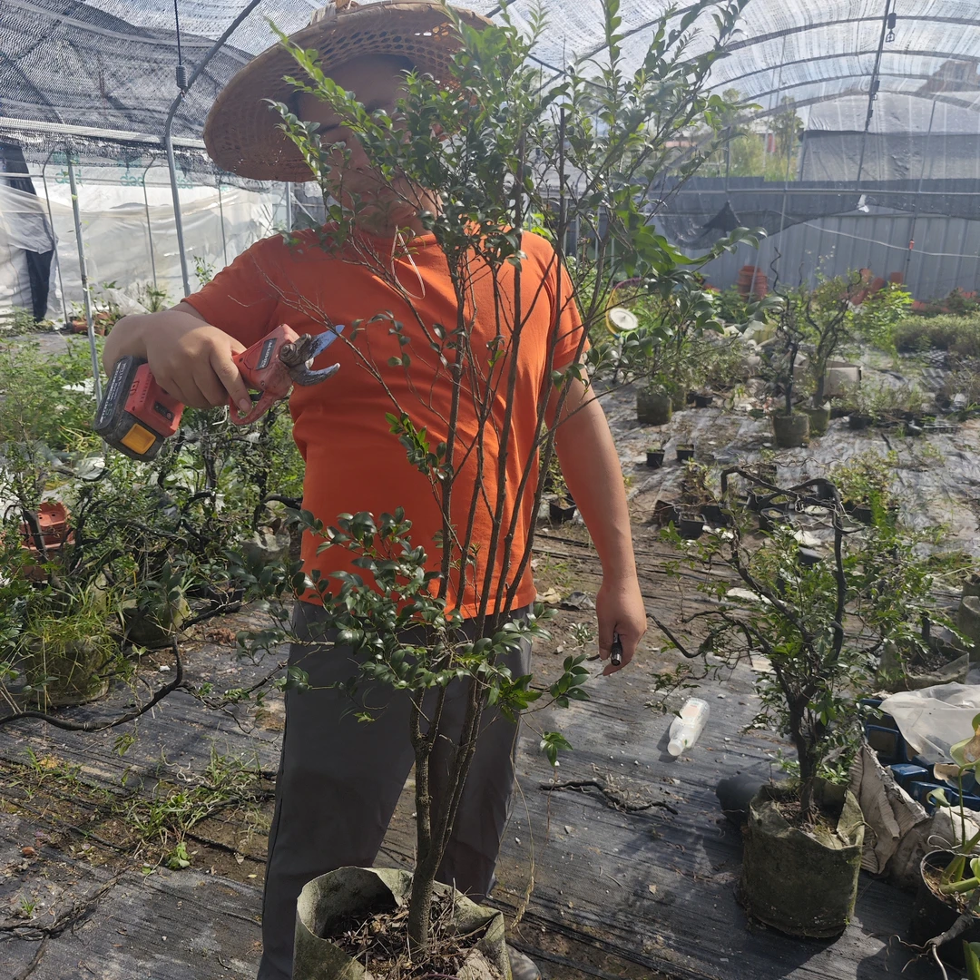 山货小叶紫檀断枝养死不赔一物一拍专链接