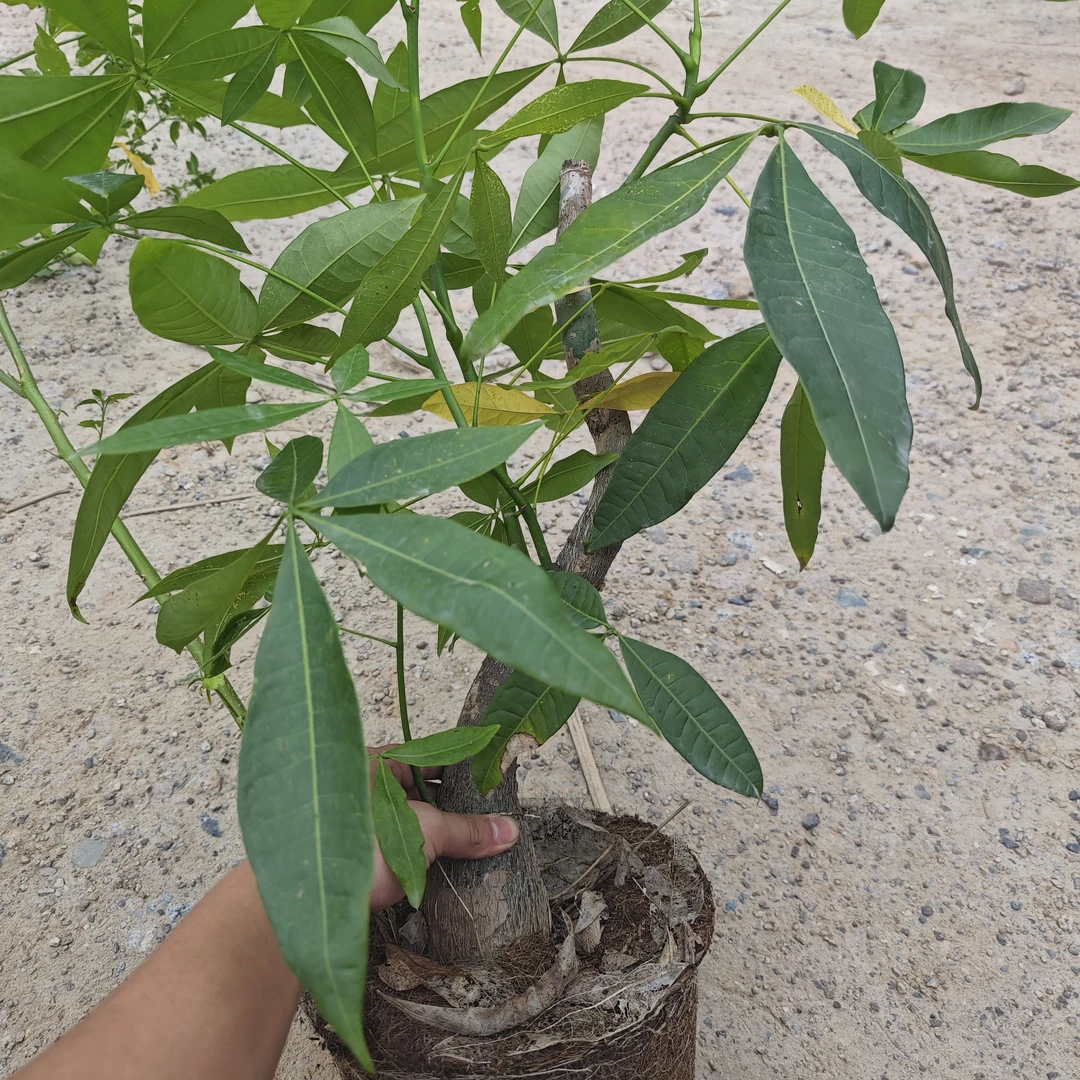种失败的编织发财树/植物是活的/剪叶子发货/带一点土/养死不赔
