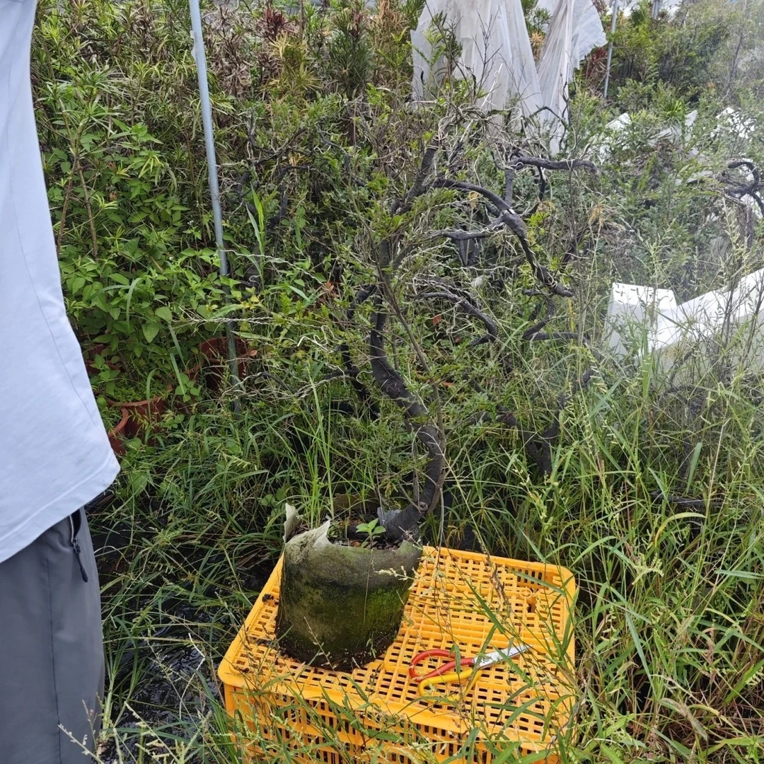 山货小叶紫檀/断枝叶不赔/没有造型留60高左右高度/喜阳喜水植物
