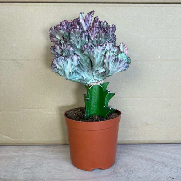 直播浮力@大号黄金彩麒麟/多年生根桩/室内观赏仙人掌柱/赠盆