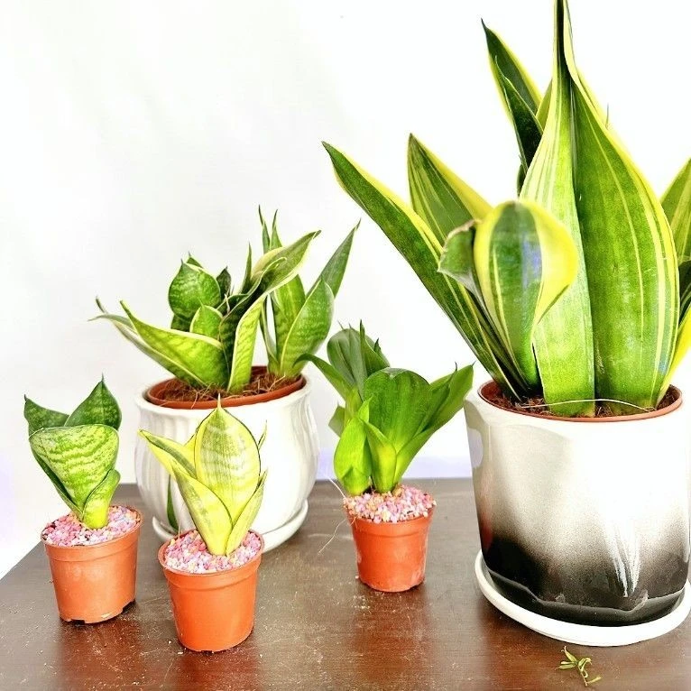 杂花一物一拍/盆/高力度清仓/倒闭清库/室内绿植空气耐寒耐旱