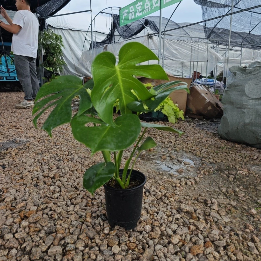 特大号龟背竹/破叶子不赔/观叶植物室内客厅办公室大盆栽净化空气