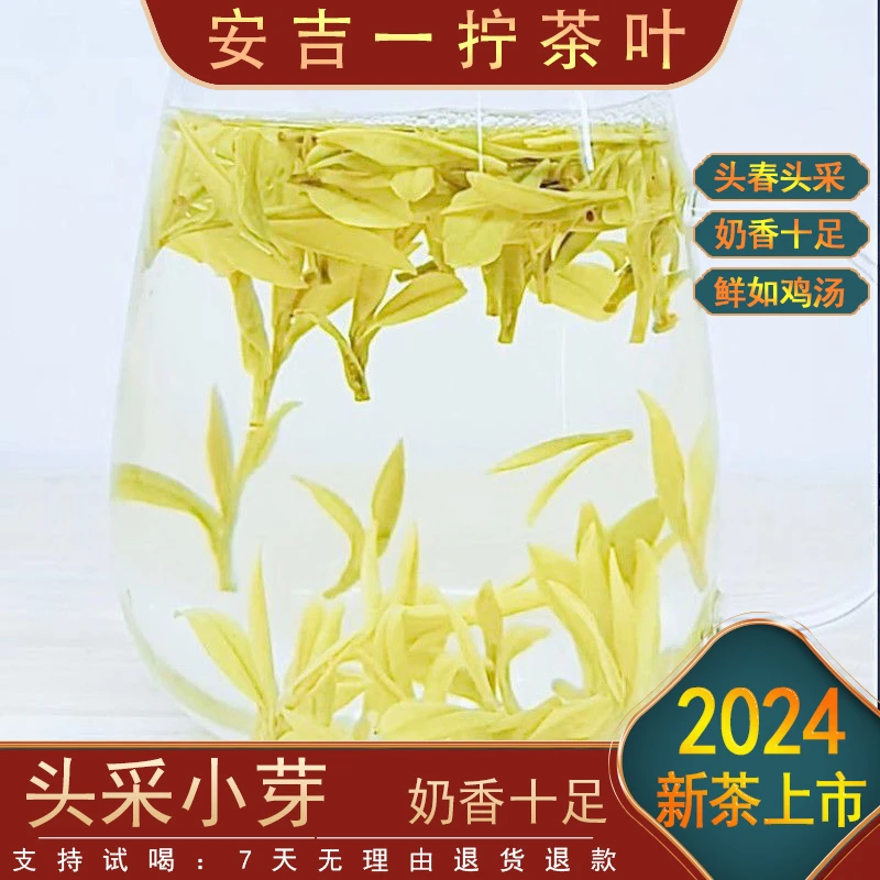 〖头春.头采〗2024头采一芽一叶奶香黄金芽 H1 新茶上市 原产地