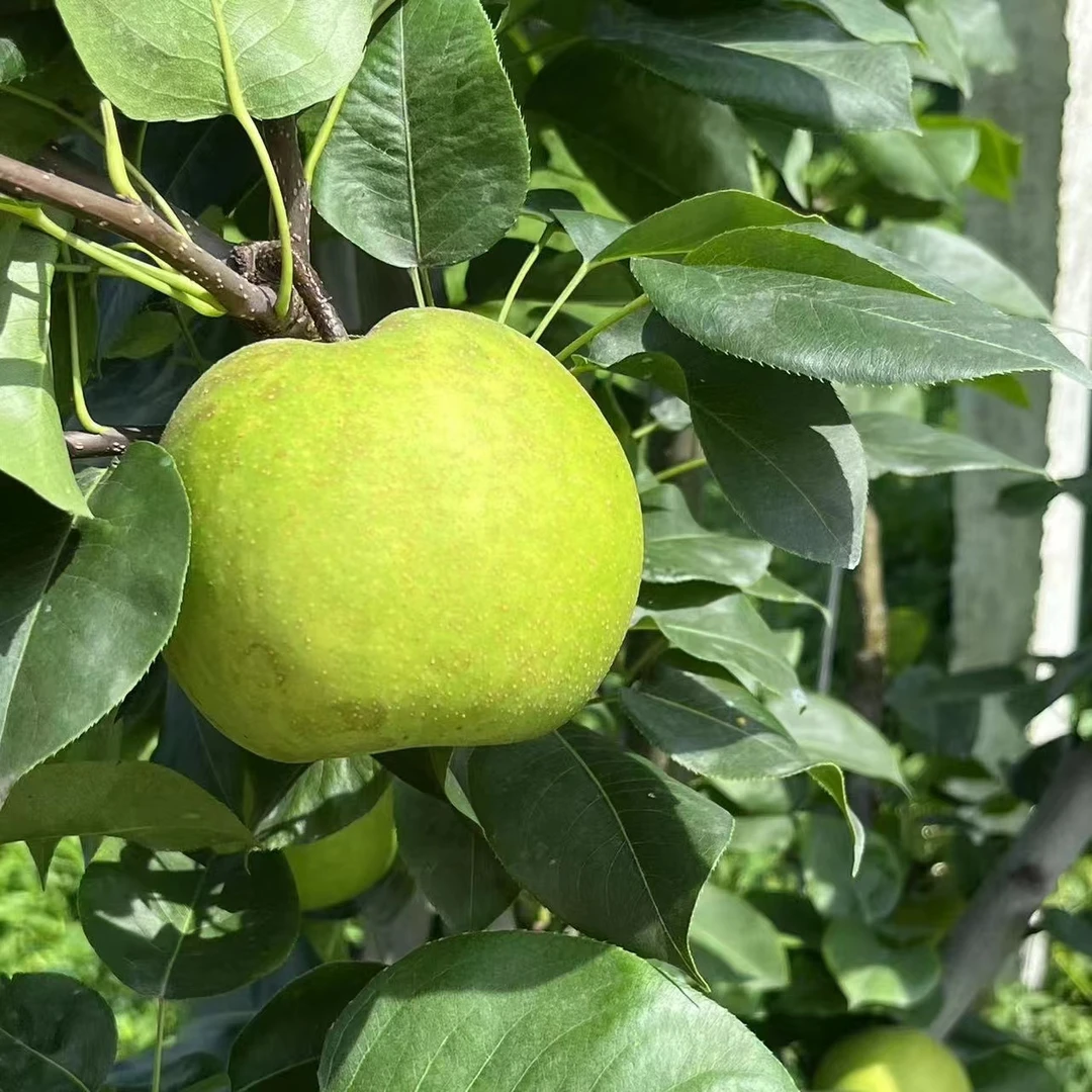 焦溪蜜梨翠冠梨园直发 约七斤