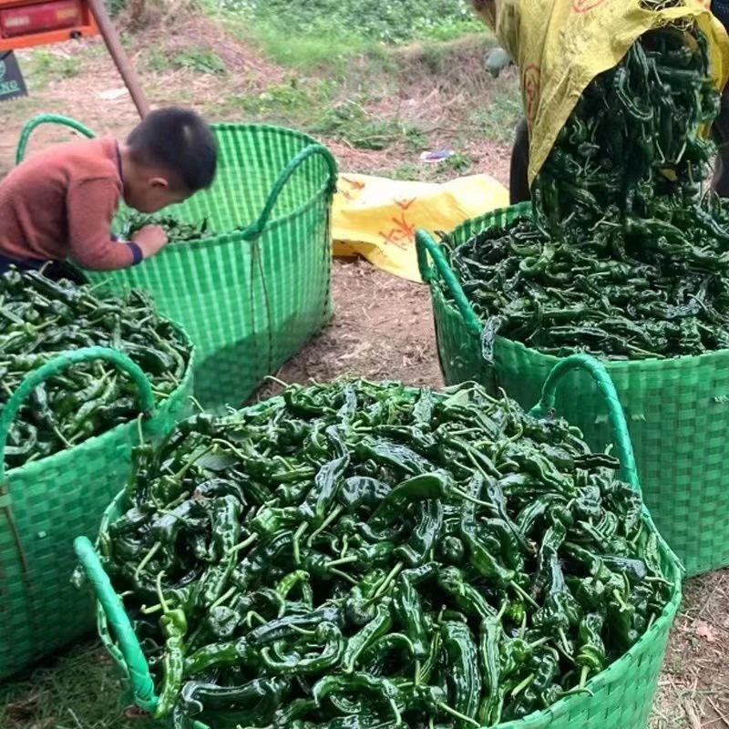 超辣特辣香辣小邹皮辣椒炒辣子鸡专用薄皮辣椒1斤/3斤/5斤新鲜