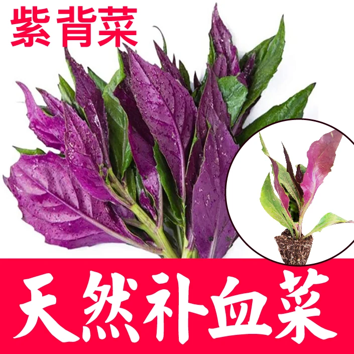 补血菜紫背天葵苗秧四季可种紫背菜血皮菜红凤菜观音菜苗阳台盆栽