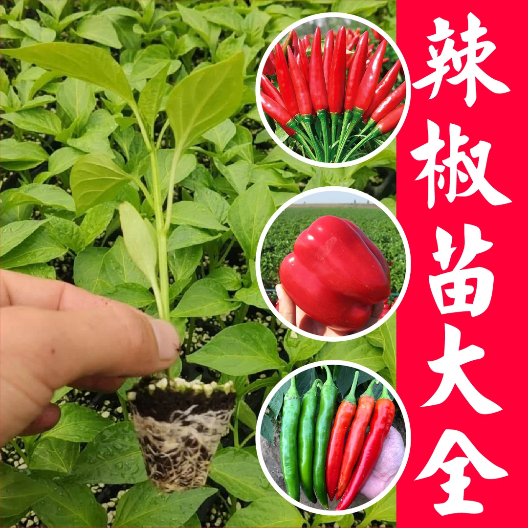 山东寿光辣椒苗大全薄皮螺丝尖椒朝天美人椒辣妹子青椒甜椒秧苗子