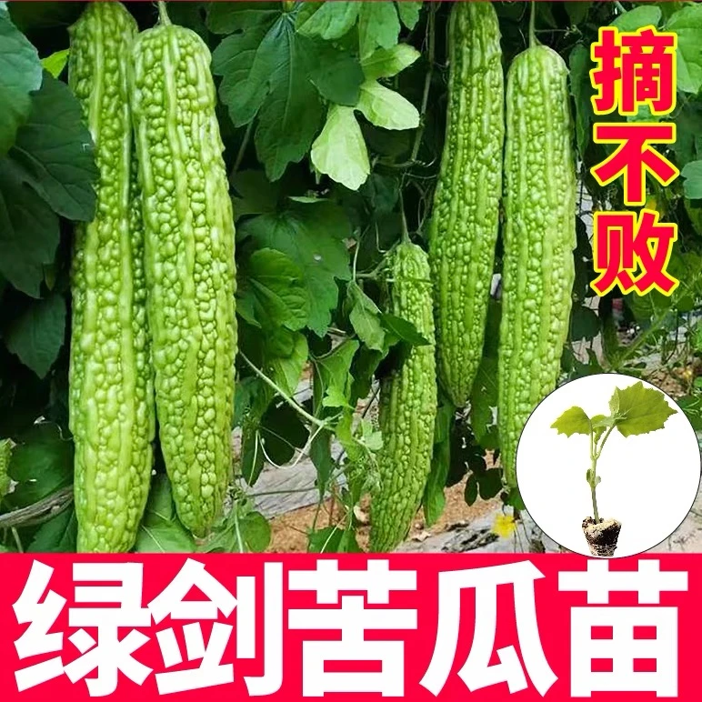 摘不败绿剑苦瓜秧苗带土球苹果苦瓜水果苦瓜种子四季盆栽地栽寿光