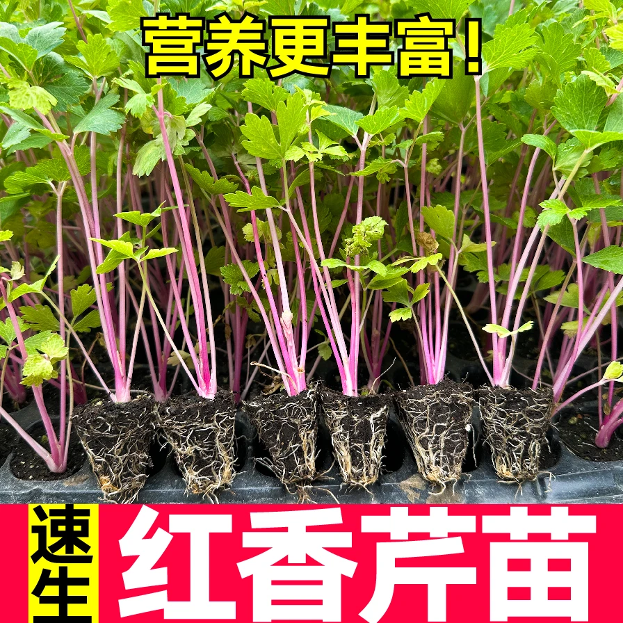 山东寿光红香芹菜秧苗无筋脆嫩高铁蔬菜春秋四季阳台盆栽西芹穴盘