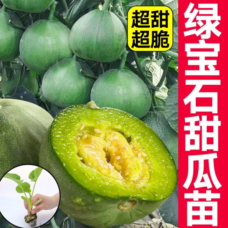 高产超甜脆绿宝石甜瓜秧苗羊角蜜博洋冰糖子盆栽寿光水果蔬菜甜蜜