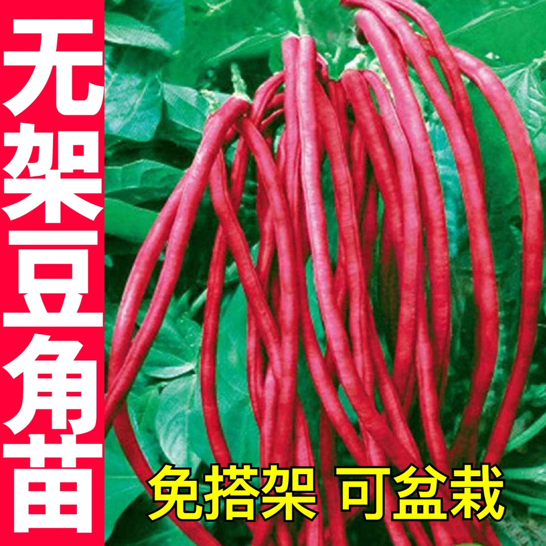 寿光无架红豆角秧苗带土球红绿豇豆免搭架盆地栽四季豆蔬菜带土球