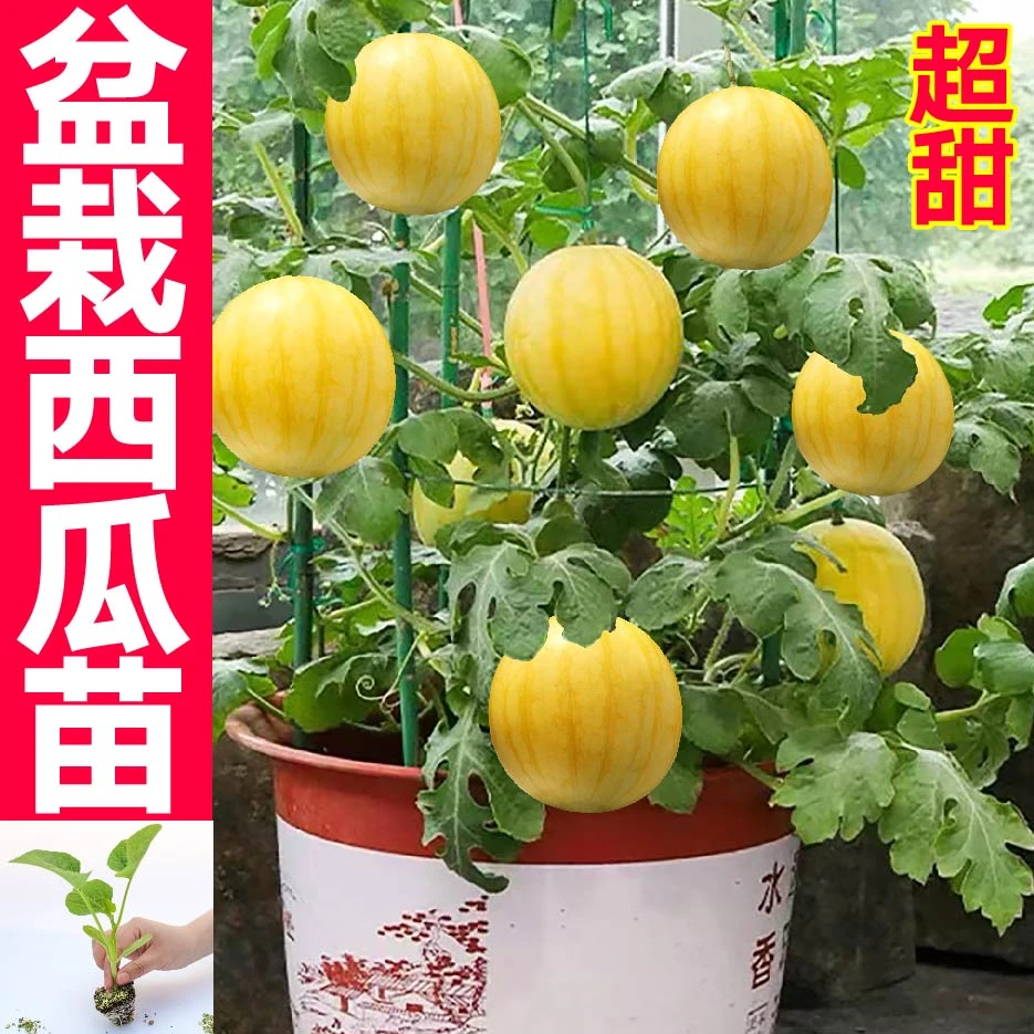 超甜盆栽小西瓜秧苗带土黄皮红瓤黄瓤小凤蜂蜜小西瓜种子阳台盆栽