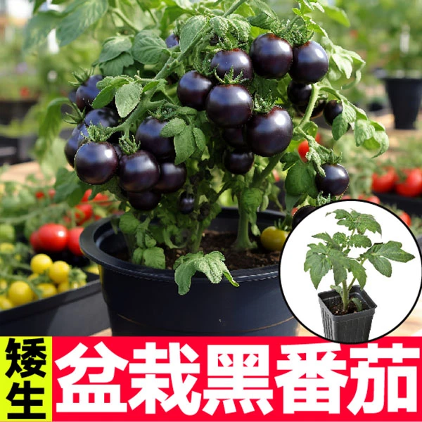 寿光盆栽矮生黑番茄秧苗带土球矮生红黄黑樱桃西红柿圣女果带土球