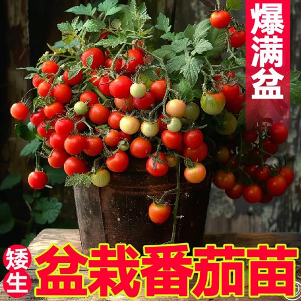 超甜盆栽矮生小番茄秧苗带土球矮生红黄黑圣女果樱桃小西红柿种子