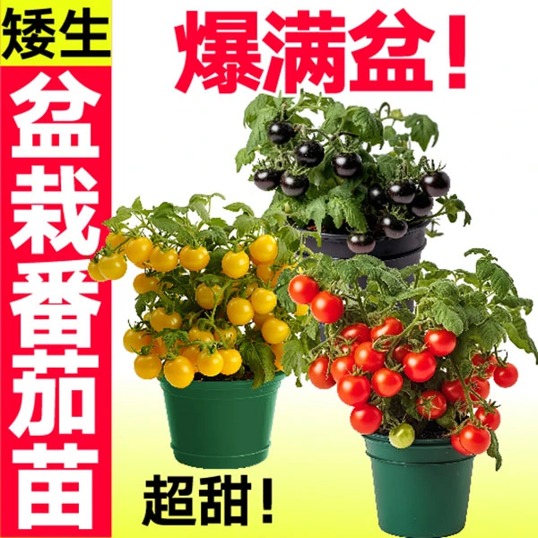 寿光超甜矮生红黄黑盆栽樱桃番茄苗秧带土球盆栽西红柿圣女果阳台