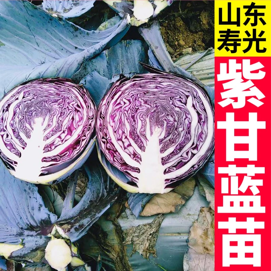 山东紫甘蓝苗秧带土球绿甘蓝铁头包菜春秋四季阳台盆栽耐寒抗病苗