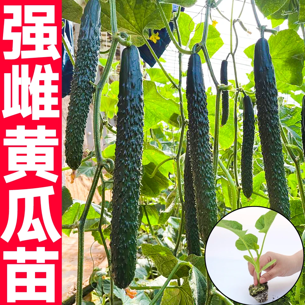 寿光强雌带刺大黄瓜苗秧水果黄瓜嫁接黄瓜苗春秋四季盆栽地栽油亮