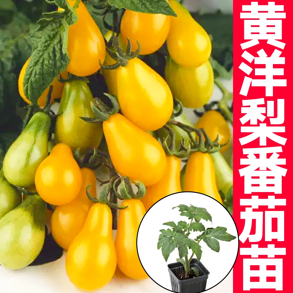 寿光高产黄洋梨番茄苗秧带土球黄西红柿圣女果盆栽阳台四樱桃番茄
