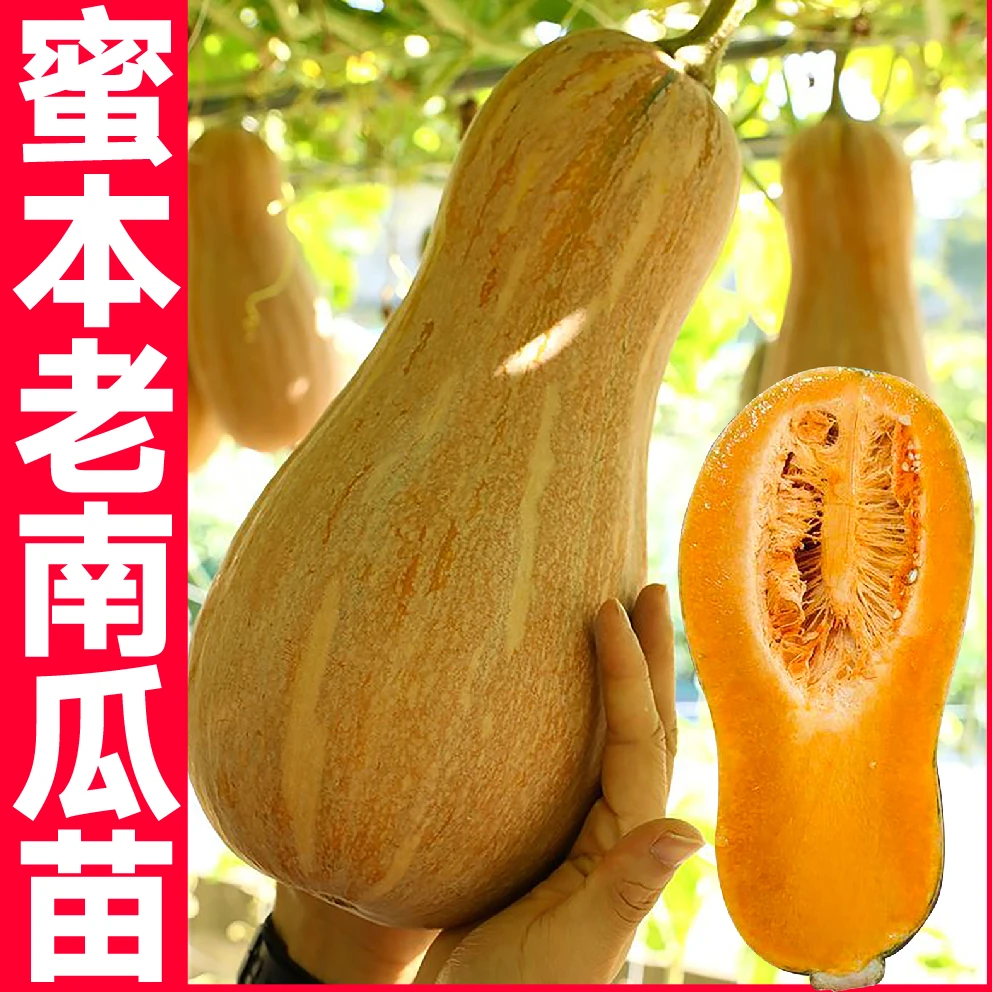 寿光早栗蜜本老南瓜苗秧甜糯贝贝奶油南瓜高产超粉营养蔬菜苗四季