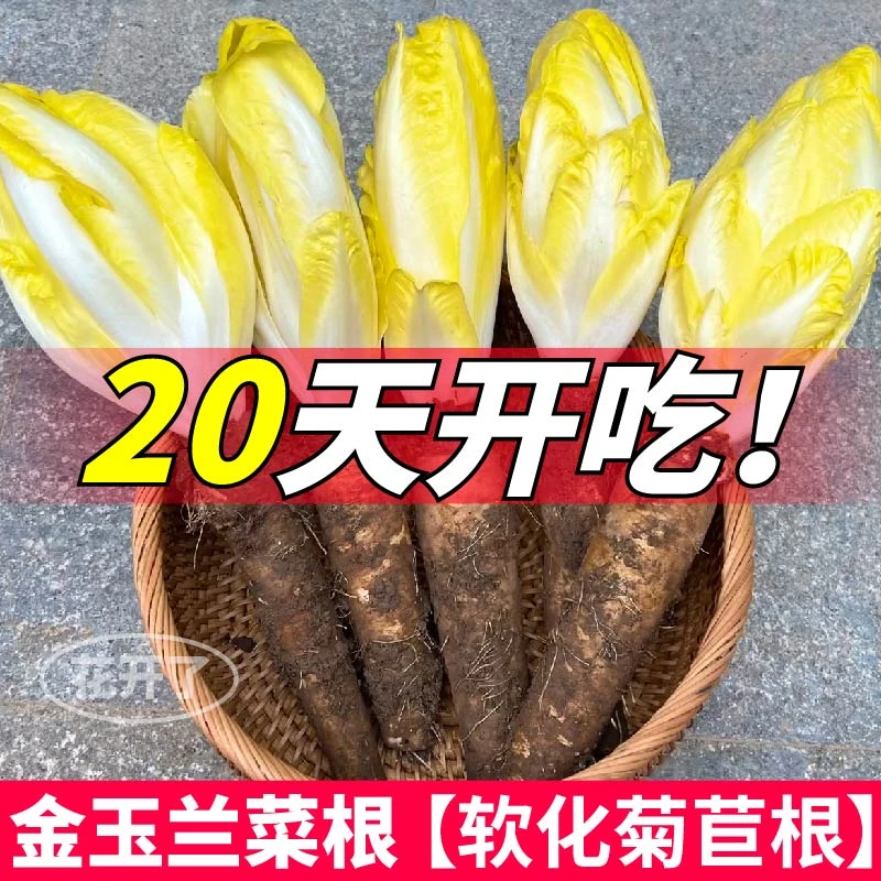 寿光金玉兰菜根苗软化紫菊苣根当年新根四季耐寒庭院盆栽蔬菜种苗