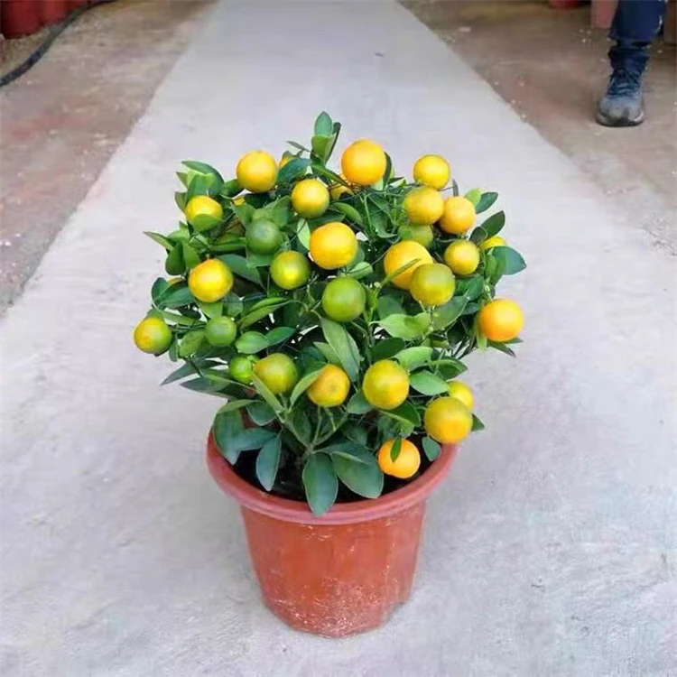 花卉绿植室内外花卉盆栽