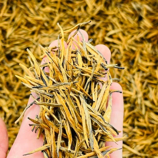 滇红茶明前茶大金针