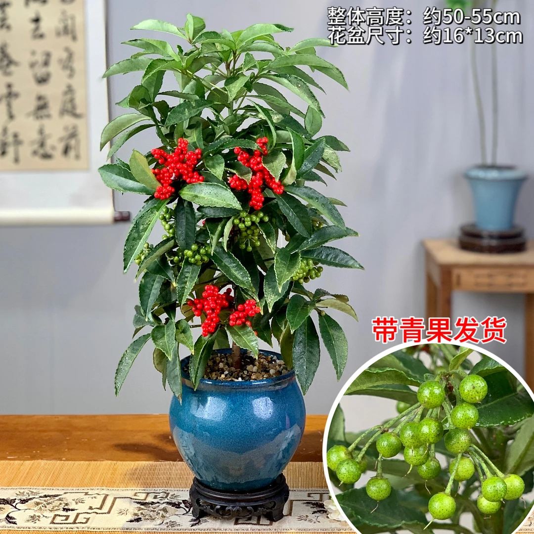 富贵籽好养活果子由青变红室内外客厅阳台办公美观观赏桌面绿植物