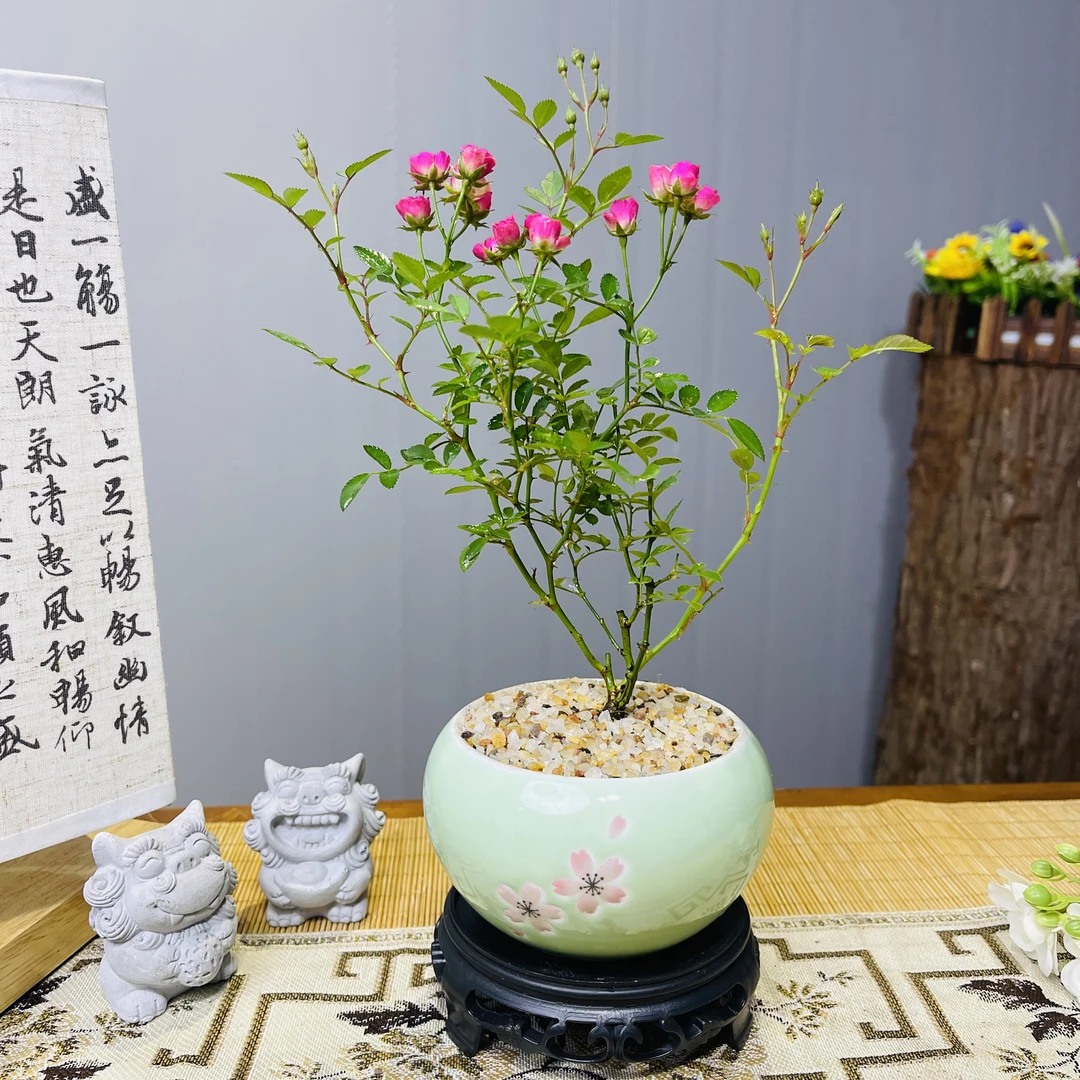 姬惠须月季超微月季粉色带花苞书茶桌办公室内阳台好养开花绿植物